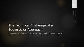 The Technical Challenge of a
Technicolor Approach
ADAPTING SITE-SPECIFIC RECOMBINASES TO MICE CONNECTOMICS
14
 