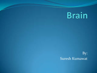 Brain By: Suresh Kumawat 