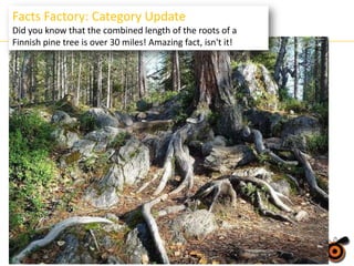 Facts Factory: Category Update
Did you know that the combined length of the roots of a
Finnish pine tree is over 30 miles! Amazing fact, isn't it!

 