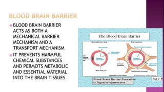  BLOOD BRAIN BARRIER
ACTS AS BOTH A
MECHANICAL BARRIER
MECHANISM AND A
TRANSPORT MECHANISM
 IT PREVENTS HARMFUL
CHEMICAL SUBSTANCES
AND PERMOTS METABOLIC
AND ESSENTIAL MATERIAL
INTO THE BRAIN TISSUES.
 