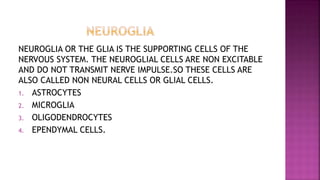 NEUROGLIA OR THE GLIA IS THE SUPPORTING CELLS OF THE
NERVOUS SYSTEM. THE NEUROGLIAL CELLS ARE NON EXCITABLE
AND DO NOT TRANSMIT NERVE IMPULSE.SO THESE CELLS ARE
ALSO CALLED NON NEURAL CELLS OR GLIAL CELLS.
1. ASTROCYTES
2. MICROGLIA
3. OLIGODENDROCYTES
4. EPENDYMAL CELLS.
 