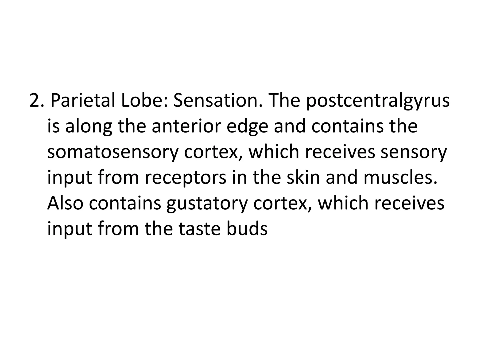 2. Parietal Lobe: Sensation. The postcentralgyrus
  is along the anterior edge and contains the
  somatosensory cortex, which receives sensory
  input from receptors in the skin and muscles.
  Also contains gustatory cortex, which receives
  input from the taste buds
 