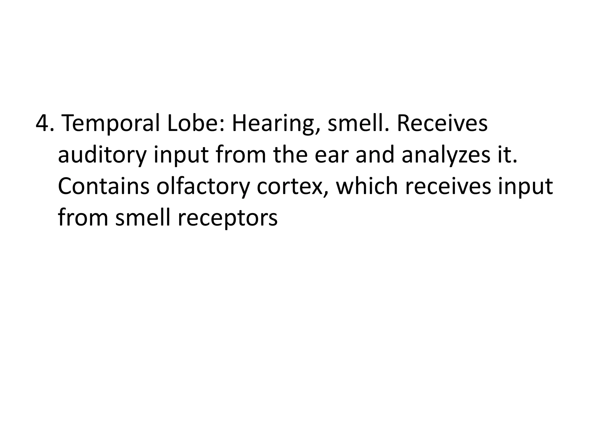 4. Temporal Lobe: Hearing, smell. Receives
  auditory input from the ear and analyzes it.
  Contains olfactory cortex, which receives input
  from smell receptors
 