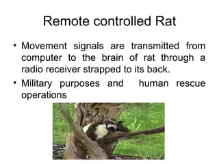Remote controlled Rat
• Movement signals are transmitted from
computer to the brain of rat through a
radio receiver strapped to its back.
• Military purposes and human rescue
operations
 