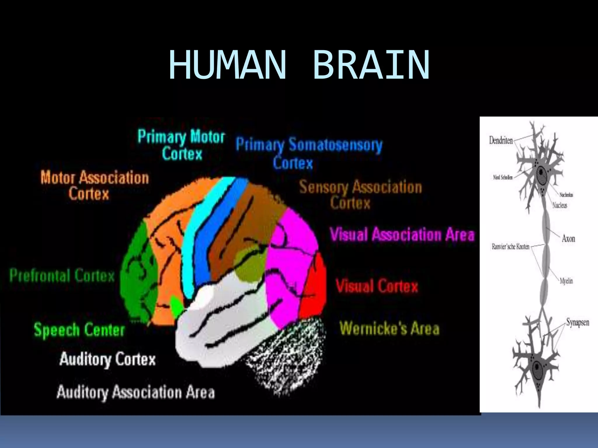 HUMAN BRAIN
 