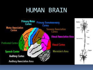 HUMAN BRAIN
 