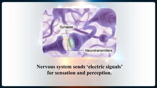 Nervous system sends ‘electric signals’
for sensation and perception.
 