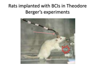 Rats implanted with BCIs in Theodore
Berger’s experiments
 