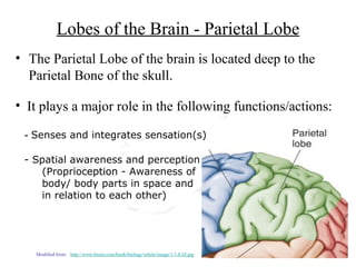 Lobes of the Brain - Parietal Lobe
• The Parietal Lobe of the brain is located deep to the
Parietal Bone of the skull.
• It plays a major role in the following functions/actions:
- Senses and integrates sensation(s)
- Spatial awareness and perception
(Proprioception - Awareness of
body/ body parts in space and
in relation to each other)
Modified from: http://www.bioon.com/book/biology/whole/image/1/1-8.tif.jpg
 