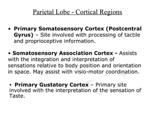 Parietal Lobe - Cortical Regions
• Primary Somatosensory Cortex (Postcentral
Gyrus) – Site involved with processing of tactile
and proprioceptive information.
• Somatosensory Association Cortex - Assists
with the integration and interpretation of
sensations relative to body position and orientation
in space. May assist with visio-motor coordination.
• Primary Gustatory Cortex – Primary site
involved with the interpretation of the sensation of
Taste.
 