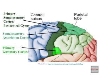 Primary
Somatosensory
Cortex/
Postcentral Gyrus
Primary
Gustatory Cortex
Somatosensory
Association Cortex
Regions
Modified from: http://www.bioon.com/book/biology/whole/image/1/1-8.tif.jpg
 