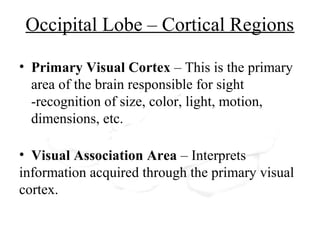 Occipital Lobe – Cortical Regions
• Primary Visual Cortex – This is the primary
area of the brain responsible for sight
-recognition of size, color, light, motion,
dimensions, etc.
• Visual Association Area – Interprets
information acquired through the primary visual
cortex.
 