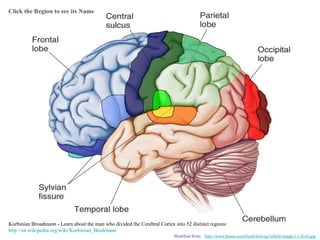 Click the Region to see its Name
Korbinian Broadmann - Learn about the man who divided the Cerebral Cortex into 52 distinct regions:
http://en.wikipedia.org/wiki/Korbinian_Brodmann
Modified from: http://www.bioon.com/book/biology/whole/image/1/1-8.tif.jpg
 
