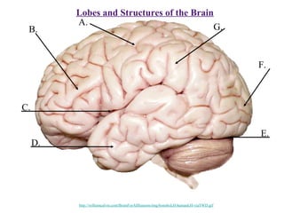 Lobes and Structures of the Brain
B.
A.
C.
D.
E.
F.
G.
http://williamcalvin.com/BrainForAllSeasons/img/bonoboLH-humanLH-viaTWD.gif
 