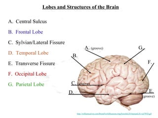 Lobes and Structures of the Brain
B.
A. (groove)
C. (groove)
D. E.
F.
G.
B. Frontal Lobe
G. Parietal Lobe
F. Occipital Lobe
D. Temporal Lobe
A. Central Sulcus
(groove)
E. Transverse Fissure
C. Sylvian/Lateral Fissure
http://williamcalvin.com/BrainForAllSeasons/img/bonoboLH-humanLH-viaTWD.gif
 