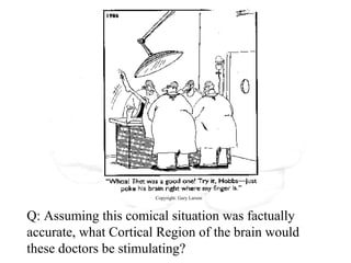 Q: Assuming this comical situation was factually
accurate, what Cortical Region of the brain would
these doctors be stimulating?
Copyright: Gary Larson
 