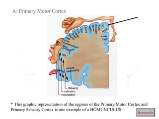 A: Primary Motor Cortex
* This graphic representation of the regions of the Primary Motor Cortex and
Primary Sensory Cortex is one example of a HOMUNCULUS:
Homunculus
 