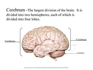 Cerebrum -The largest division of the brain. It is
divided into two hemispheres, each of which is
divided into four lobes.
Cerebrum
Cerebrum
Cerebellum
http://williamcalvin.com/BrainForAllSeasons/img/bonoboLH-humanLH-viaTWD.gif
 