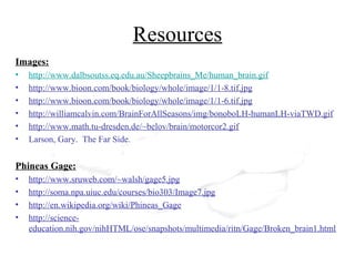 Resources
Images:
• http://www.dalbsoutss.eq.edu.au/Sheepbrains_Me/human_brain.gif
• http://www.bioon.com/book/biology/whole/image/1/1-8.tif.jpg
• http://www.bioon.com/book/biology/whole/image/1/1-6.tif.jpg
• http://williamcalvin.com/BrainForAllSeasons/img/bonoboLH-humanLH-viaTWD.gif
• http://www.math.tu-dresden.de/~belov/brain/motorcor2.gif
• Larson, Gary. The Far Side.
Phineas Gage:
• http://www.sruweb.com/~walsh/gage5.jpg
• http://soma.npa.uiuc.edu/courses/bio303/Image7.jpg
• http://en.wikipedia.org/wiki/Phineas_Gage
• http://science-
education.nih.gov/nihHTML/ose/snapshots/multimedia/ritn/Gage/Broken_brain1.html
 