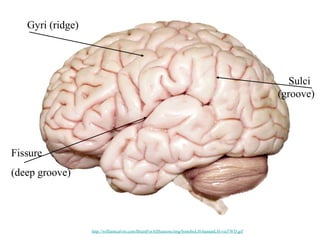 Gyri (ridge)
Fissure
(deep groove)
Sulci
(groove)
http://williamcalvin.com/BrainForAllSeasons/img/bonoboLH-humanLH-viaTWD.gif
 