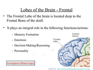 Lobes of the Brain - Frontal
• The Frontal Lobe of the brain is located deep to the
Frontal Bone of the skull.
(Investigation: Phineas Gage)
• It plays an integral role in the following functions/actions:
- Memory Formation
- Emotions
- Decision Making/Reasoning
- Personality
Investigation (Phineas Gage)
Modified from: http://www.bioon.com/book/biology/whole/image/1/1-8.tif.jpg
 