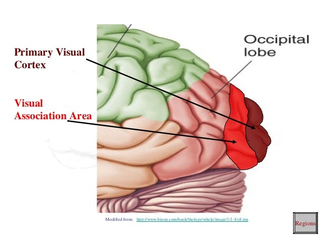 Brain Cortical Regions And Functions