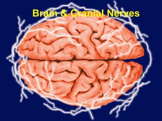 Brain & Cranial Nerves
 