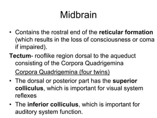 Midbrain
• Contains the rostral end of the reticular formation
(which results in the loss of consciousness or coma
if impaired).
Tectum- rooflike region dorsal to the aqueduct
consisting of the Corpora Quadrigemina
Corpora Quadrigemina (four twins)
• The dorsal or posterior part has the superior
colliculus, which is important for visual system
reflexes
• The inferior colliculus, which is important for
auditory system function.
 