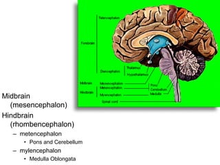 Midbrain
(mesencephalon)
Hindbrain
(rhombencephalon)
– metencephalon
• Pons and Cerebellum
– mylencephalon
• Medulla Oblongata
 