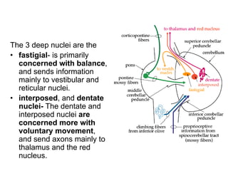 The 3 deep nuclei are the
• fastigial- is primarily
concerned with balance,
and sends information
mainly to vestibular and
reticular nuclei.
• interposed, and dentate
nuclei- The dentate and
interposed nuclei are
concerned more with
voluntary movement,
and send axons mainly to
thalamus and the red
nucleus.
 