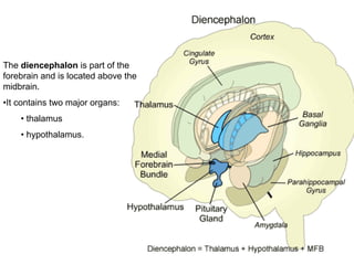 The diencephalon is part of the
forebrain and is located above the
midbrain.
•It contains two major organs:
• thalamus
• hypothalamus.
 