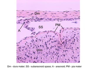 Dm - dura mater; SS - subaracnoid space; A - aracnoid; PM - pia mater
 