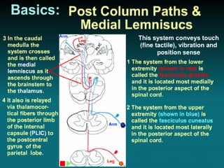 brain and cranial nerve 