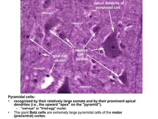 Pyramidal cells-
• recognized by their relatively large somata and by their prominent apical
dendrites (i.e., the upward "apex" on the "pyramid").
– "owl-eye" or "fried-egg" nuclei.
• The giant Betz cells are extremely large pyramidal cells of the motor
(precentral) cortex.
 