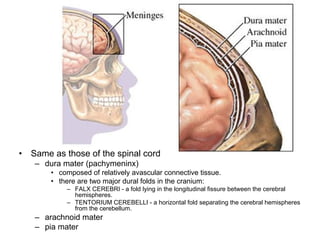 • Same as those of the spinal cord
– dura mater (pachymeninx)
• composed of relatively avascular connective tissue.
• there are two major dural folds in the cranium:
– FALX CEREBRI - a fold lying in the longitudinal fissure between the cerebral
hemispheres.
– TENTORIUM CEREBELLI - a horizontal fold separating the cerebral hemispheres
from the cerebellum.
– arachnoid mater
– pia mater
 