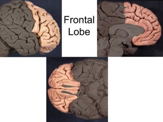 Frontal
Lobe
 