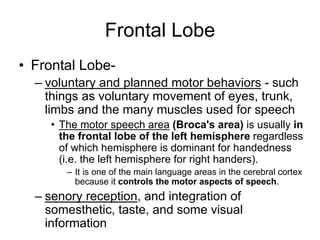 Frontal Lobe
• Frontal Lobe-
– voluntary and planned motor behaviors - such
things as voluntary movement of eyes, trunk,
limbs and the many muscles used for speech
• The motor speech area (Broca's area) is usually in
the frontal lobe of the left hemisphere regardless
of which hemisphere is dominant for handedness
(i.e. the left hemisphere for right handers).
– It is one of the main language areas in the cerebral cortex
because it controls the motor aspects of speech.
– senory reception, and integration of
somesthetic, taste, and some visual
information
 