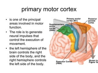 primary motor cortex
• is one of the principal
areas involved in motor
function.
• The role is to generate
neural impulses that
control the execution of
movement.
• the left hemisphere of the
brain controls the right
side of the body, and the
right hemisphere controls
the left side of the body.
 