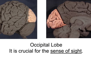 Occipital Lobe
It is crucial for the sense of sight.
 