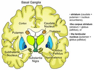 • striatum (caudate +
putamen + nucleus
accumbens),
•the corpus striatum
(striatum + globus
pallidus), or
• the lenticular
nucleus (putamen +
globus pallidus)
 