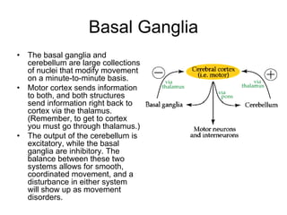 Basal Ganglia
• The basal ganglia and
cerebellum are large collections
of nuclei that modify movement
on a minute-to-minute basis.
• Motor cortex sends information
to both, and both structures
send information right back to
cortex via the thalamus.
(Remember, to get to cortex
you must go through thalamus.)
• The output of the cerebellum is
excitatory, while the basal
ganglia are inhibitory. The
balance between these two
systems allows for smooth,
coordinated movement, and a
disturbance in either system
will show up as movement
disorders.
 