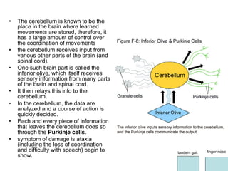 • The cerebellum is known to be the
place in the brain where learned
movements are stored, therefore, it
has a large amount of control over
the coordination of movements
• the cerebellum receives input from
various other parts of the brain (and
spinal cord).
• One such brain part is called the
inferior olive, which itself receives
sensory information from many parts
of the brain and spinal cord.
• It then relays this info to the
cerebellum.
• In the cerebellum, the data are
analyzed and a course of action is
quickly decided.
• Each and every piece of information
that leaves the cerebellum does so
through the Purkinje cells.
• symptom of damage is ataxia
(including the loss of coordination
and difficulty with speech) begin to
show.
finger-nosetandem gait
 