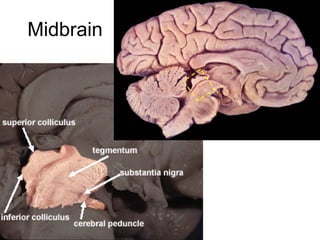 Midbrain
 