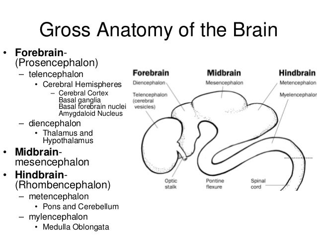 gross anatomy of the brain and Gross anatomy of the brain and cranial nerves cerebral hemispheres gyri ridges of tissue sulci shallow grooves fissures deep grooves cortex gray. gross anatomy of the brain and Gross anatomy of the brain and cranial nerves cerebral hemispheres gyri ridges of tissue sulci shallow grooves fissures deep grooves cortex gray.