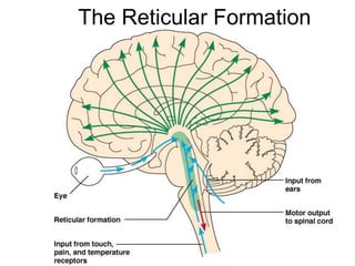 BrainCranialNerves [Autosaved].ppt