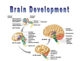BrainCranialNerves [Autosaved].ppt