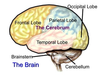 The Brain
The Cerebrum
Frontal Lobe
Parietal Lobe
Temporal Lobe
Occipital Lobe
Cerebellum
Brainstem
 