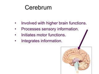 Cerebrum
• Involved with higher brain functions.
• Processes sensory information.
• Initiates motor functions.
• Integrates information.
 