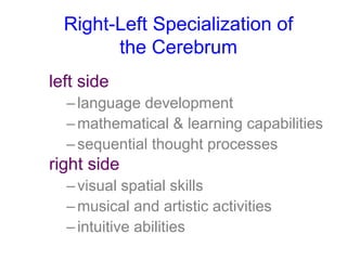 Right-Left Specialization of
the Cerebrum
left side
–language development
–mathematical & learning capabilities
–sequential thought processes
right side
–visual spatial skills
–musical and artistic activities
–intuitive abilities
 