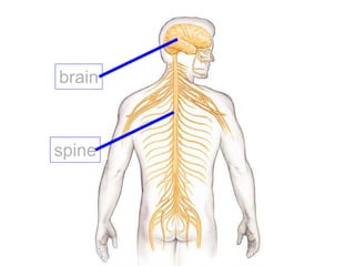 brain
spine
 